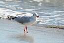 Mouette rieuse