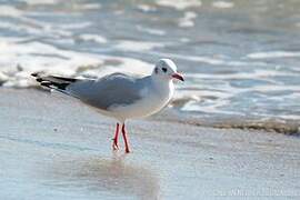 Black-headed Gull