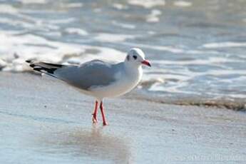 Mouette rieuse