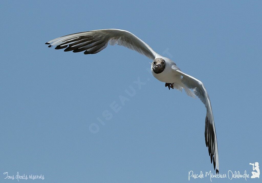 Mouette rieuse