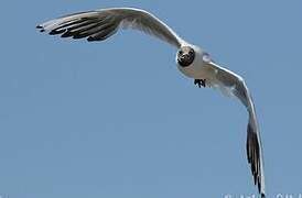 Mouette rieuse