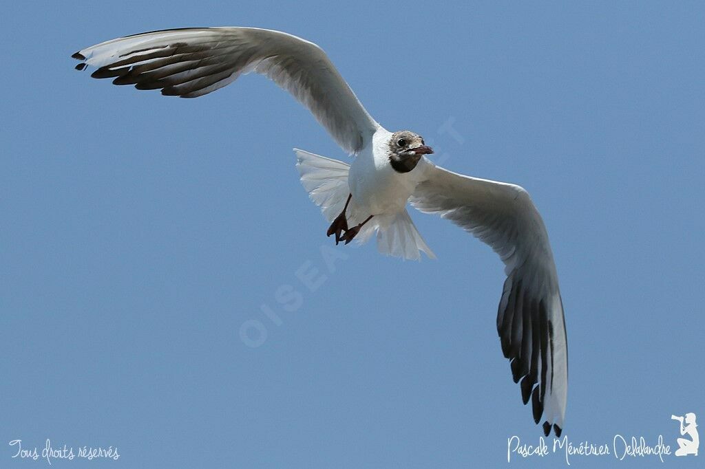 Mouette rieuse