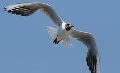 Mouette rieuse