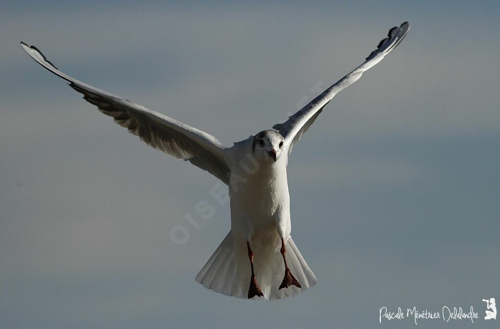 Black-headed Gull