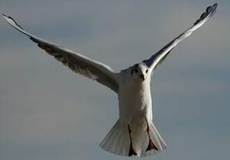 Mouette rieuse