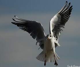 Mouette rieuse