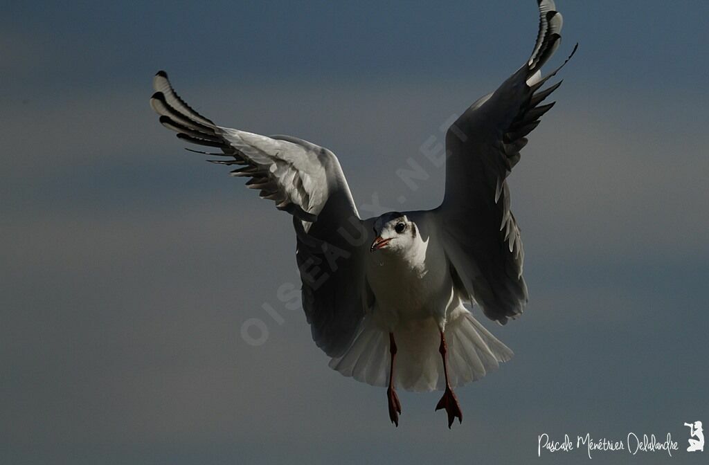 Mouette rieuse