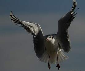 Mouette rieuse