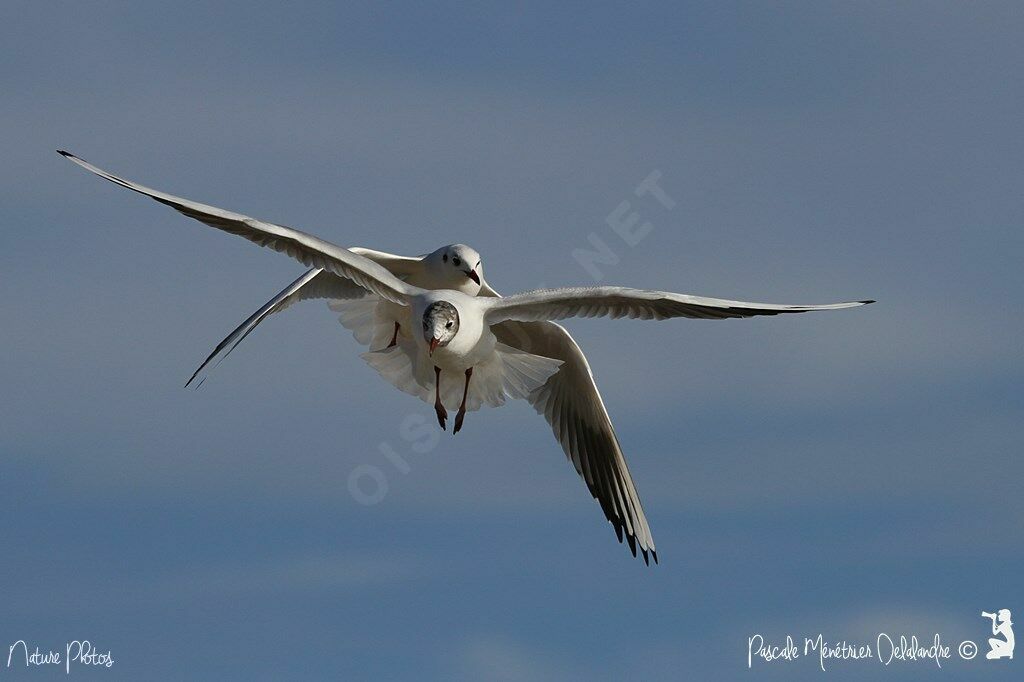 Mouette rieuse