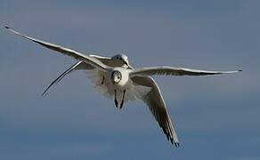 Mouette rieuse