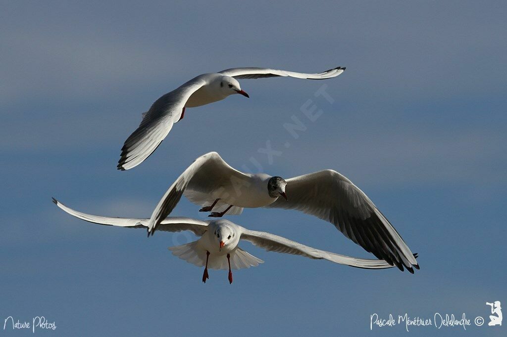 Mouette rieuse