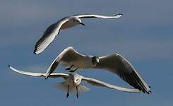 Mouette rieuse