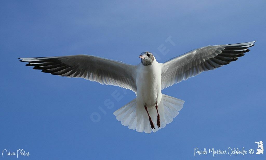 Mouette rieuse