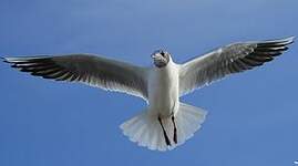 Mouette rieuse