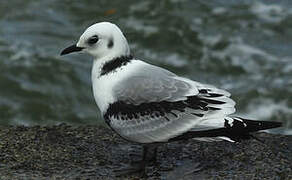 Black-legged Kittiwake