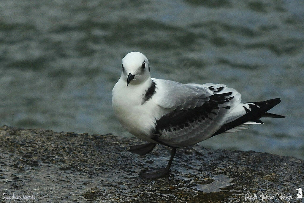 Black-legged Kittiwakejuvenile