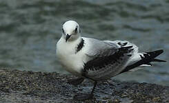 Mouette tridactyle