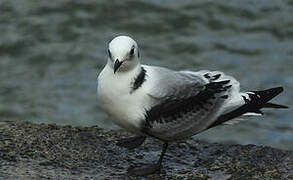 Black-legged Kittiwake