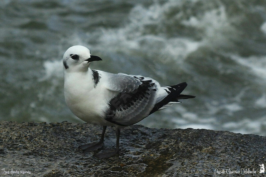 Mouette tridactyle