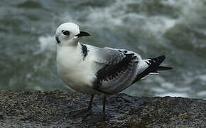 Black-legged Kittiwake