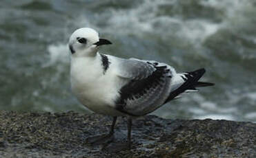 Mouette tridactyle