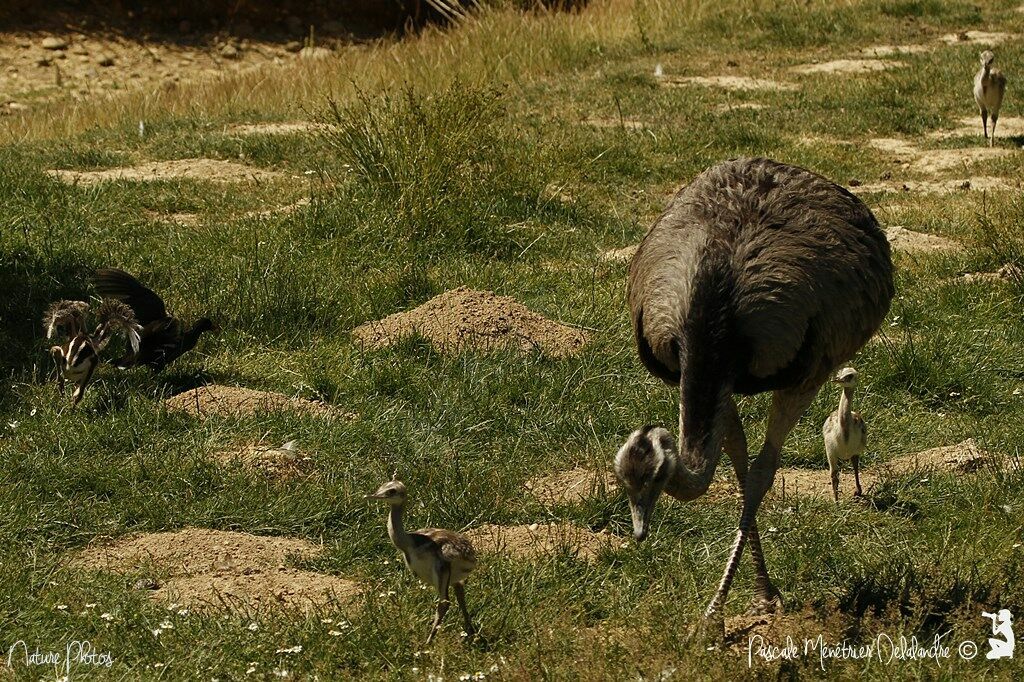 Greater Rhea