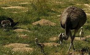 Greater Rhea