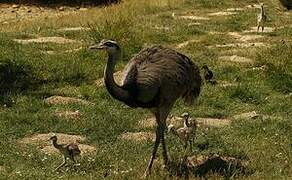 Greater Rhea