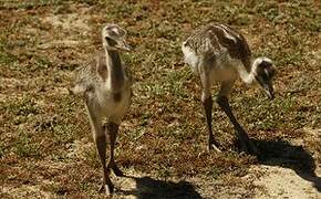 Greater Rhea