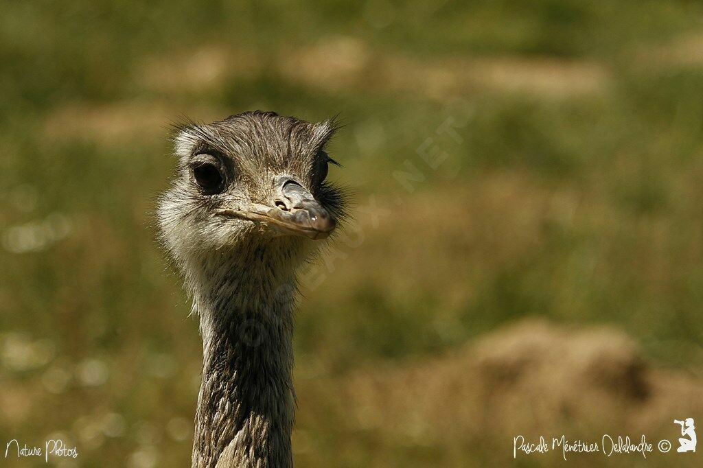 Greater Rhea