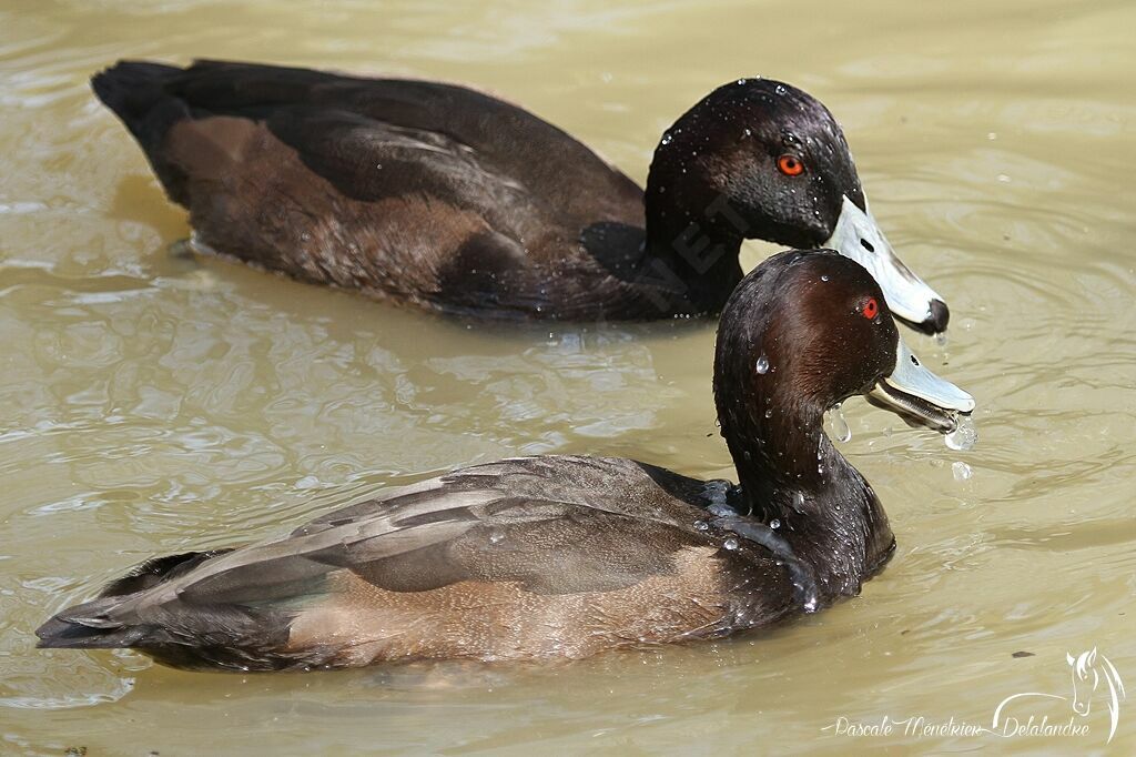 Southern Pochard