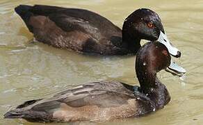 Southern Pochard