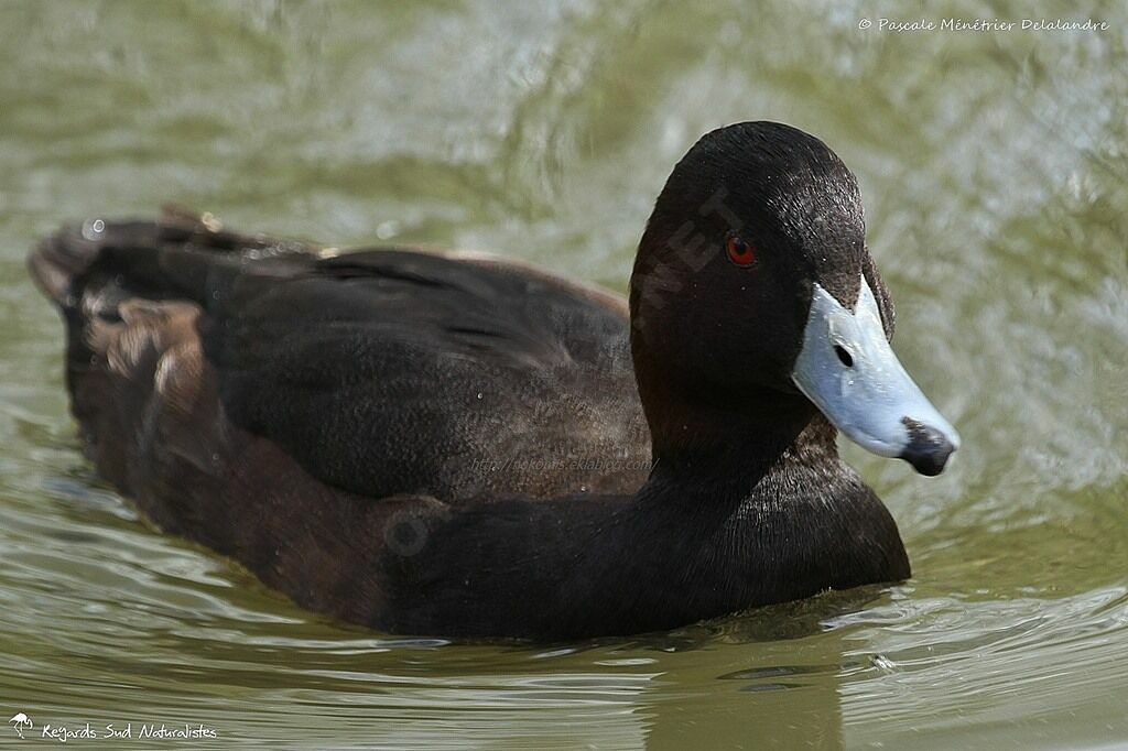 Nette brune