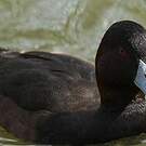 Nette brune