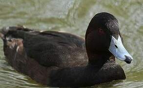 Southern Pochard