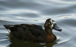 Southern Pochard