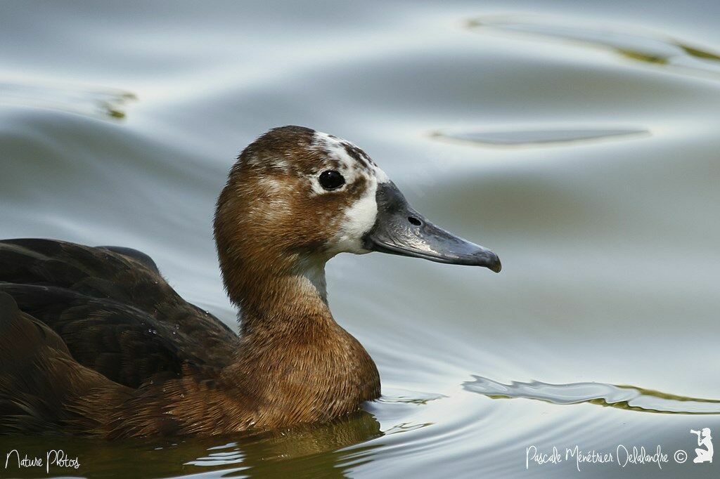 Southern Pochard