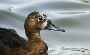 Southern Pochard