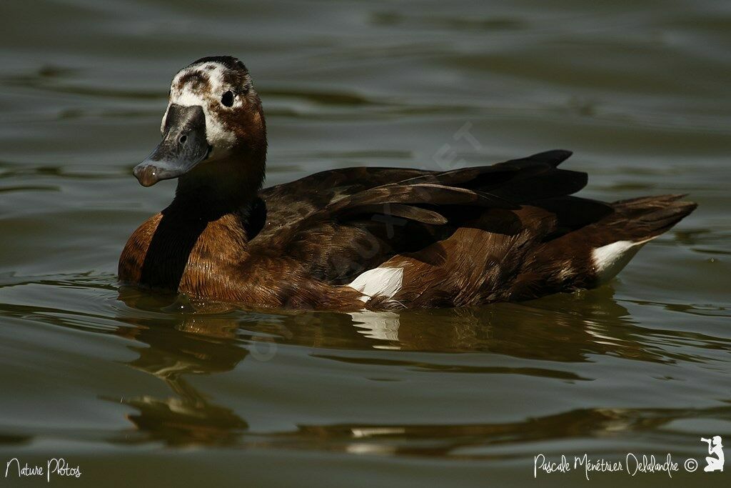 Southern Pochard