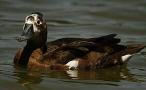 Southern Pochard