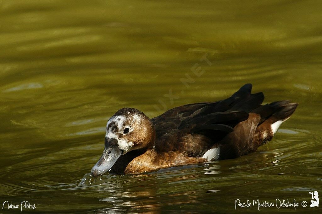 Southern Pochard