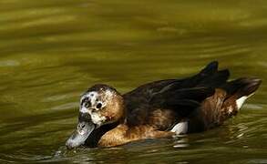 Southern Pochard