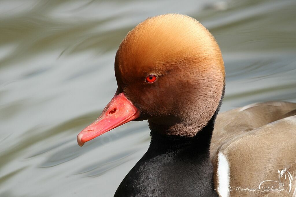 Red-crested Pochard male