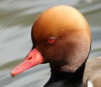 Red-crested Pochard