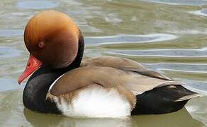 Red-crested Pochard