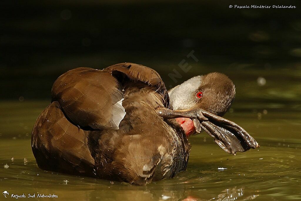 Red-crested Pochard male