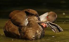 Red-crested Pochard