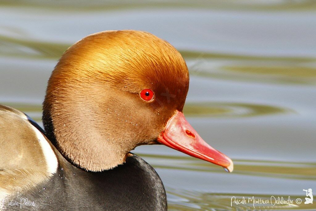 Nette rousse mâle