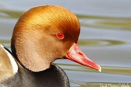 Red-crested Pochard