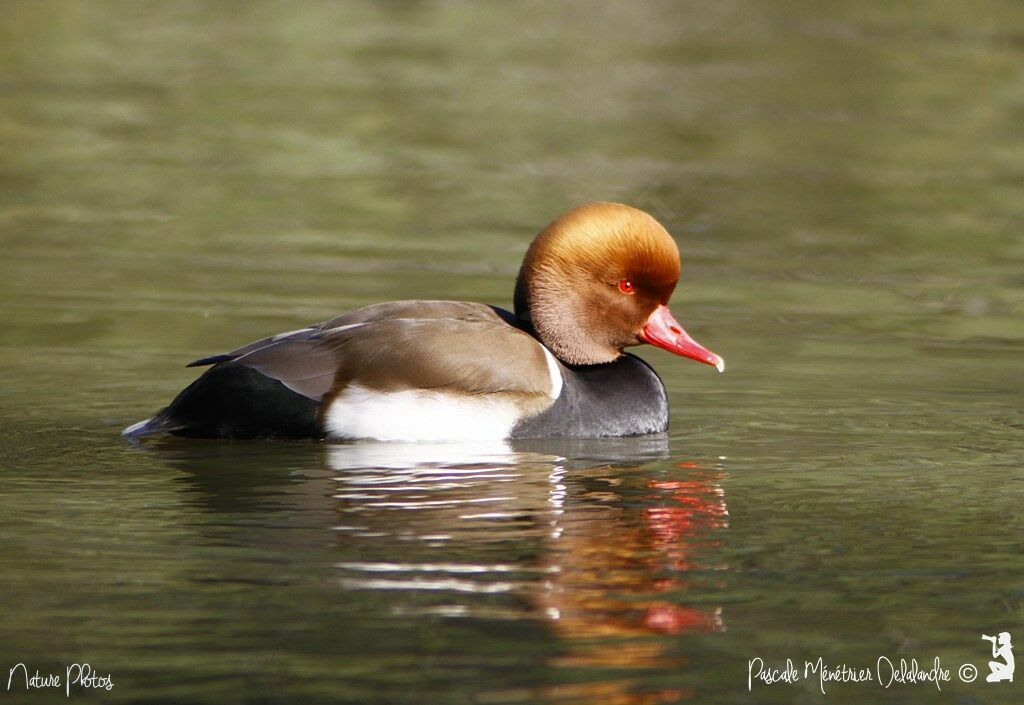 Red-crested Pochard male